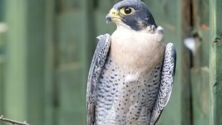 This is How the Fastest Bird on the Planet Fought World War II