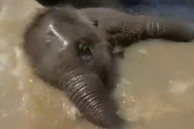 Adorable Baby Elephant Enjoys Playful Shower – Cutest Thing You'll See Today!