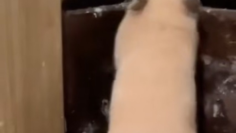 Hamster Shouts: The Cutest Tiny Roar You've Ever Heard!