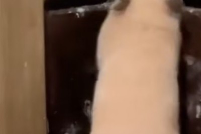 Hamster Shouts: The Cutest Tiny Roar You've Ever Heard!