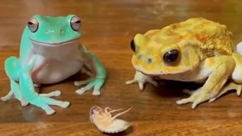 Hilarious Frog Feast: Watch These Frogs Munch Away!