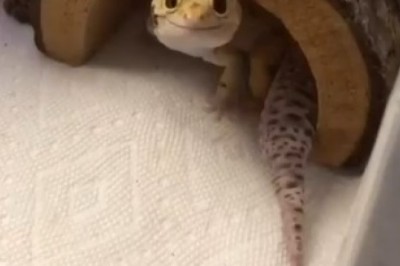 Hilarious Reptile Antics: Watch These Funny Reptilian Moments!