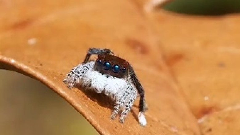 Mesmerizing Dancing Spiders: Araneae Show Off Their Moves in Stunning Video!