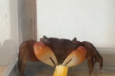 Mesmerizing Red Clawed Crab Feasting: Watch Nature's Tiny Diner in Action!