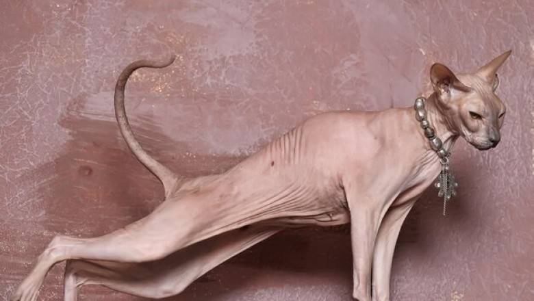 Pharaoh Cats: Unveiling the Mystique of the Ancient Egyptian Mau!