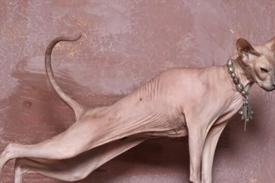 Pharaoh Cats: Unveiling the Mystique of the Ancient Egyptian Mau!