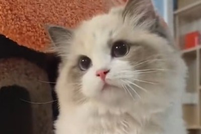 Ragdoll Cat's Hilarious Antics: Cute & Funny Moments Compilation!