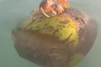 Red Clawed Crab's Grand Adventure: Watch Him Find and Board His Own Boat!