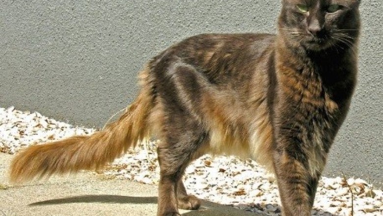Tortoiseshell Cats: The Colorful Charmers Stealing Hearts Everywhere!
