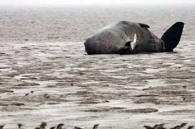 Rescued from Despair: How a 50-Ton Whale Taught Us the Power of Unity!