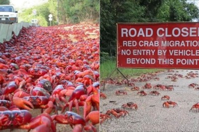 The Incredible Journey of Christmas Island's Red Crabs: Nature's Vibrant Migration!