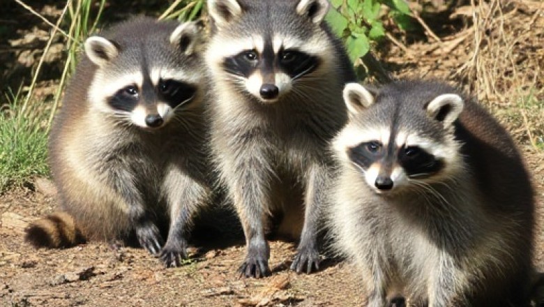 Raising Raccoons at Home: A Balancing Act of Love, Responsibility and Reality.