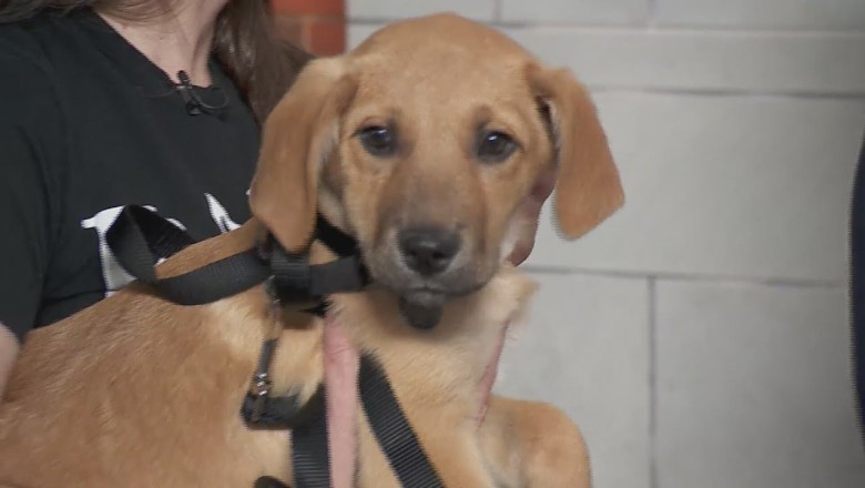 A Dog's Pizza and Pepsi Adventure in Chicago!
