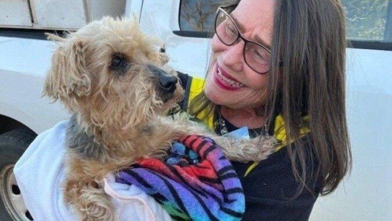 Blind and Deaf Yorkie Rescued After 3 Days: A Heartwarming Reunion That Will Restore Your Faith in Humanity!