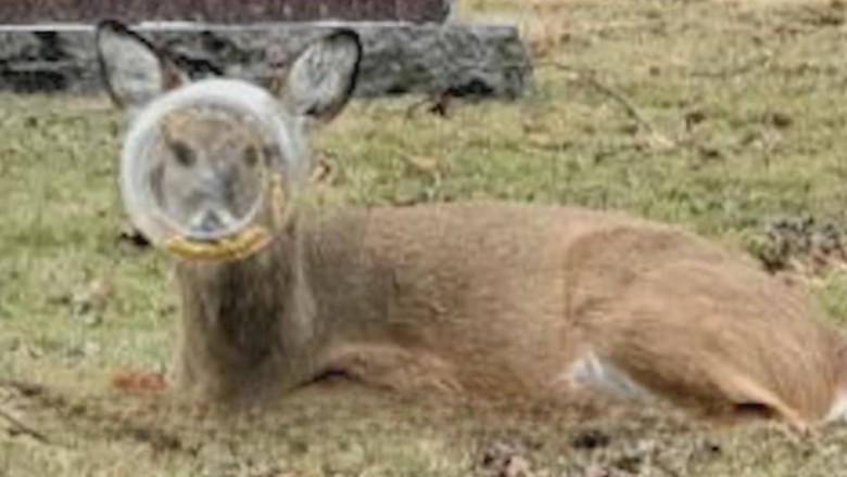 Chicago Deer’s Incredible Escape: The Great Plastic Jar Rescue!