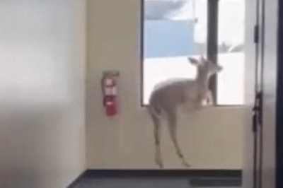 Deer Goes Wild: A Hilarious Break-In at a Michigan Doctor's Office!