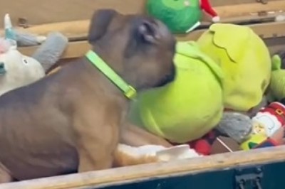 Hilarious Pooch Antics: Dog Day Funnies