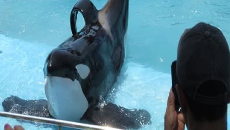 Kshamenk the Orca: The Dark Truth Behind His 'Rescue' That Everyone Needs to Know!