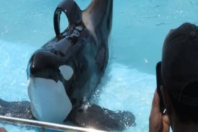 Kshamenk the Orca: The Dark Truth Behind His 'Rescue' That Everyone Needs to Know!