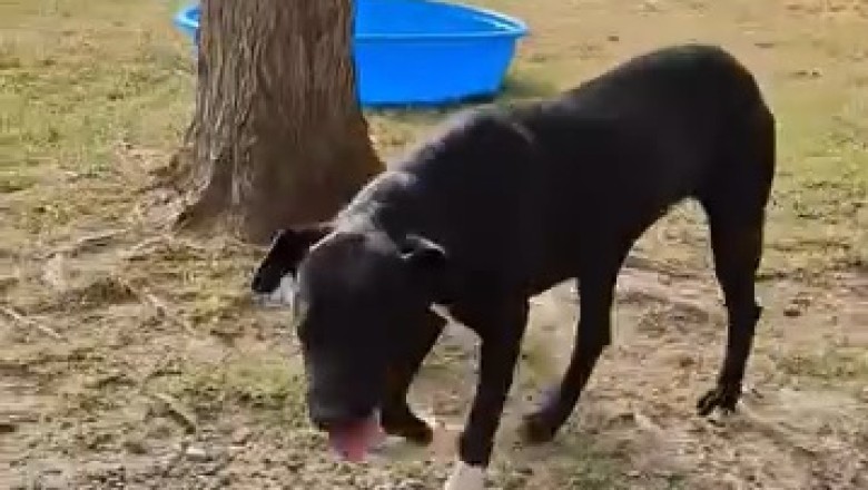 Meet Leo: The Adorable Black Dog Ready to Steal Your Heart!