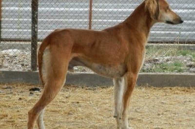 Meet the Tazy: The Ancient Sighthound Stealing Hearts and Chasing Rabbits Across Central Asia!