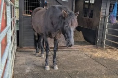 Revolutionizing Horse Care: How Expert Evaluations Transformed Sage and Balli's Performance!