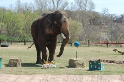 The Heartbreaking Story of Rex: A Life of Captivity and the Fight for Elephant Freedom