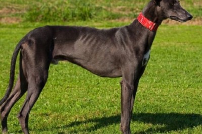 Unleashing History: The Hidden Greyhound Breeds Revolutionizing Hunting in Central Asia!