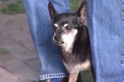 Unseen Health Risks: What Your Beloved Dog Might Be Hiding