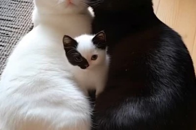 Adorable Kittens: Two Cats Cuddle Their Cute Little Kitten