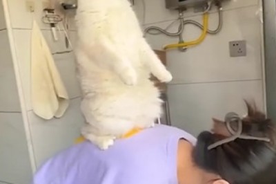 Curious Cat in the Kitchen