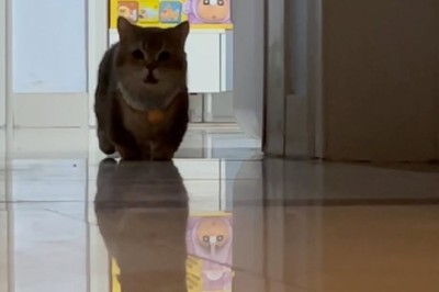 Determined Cat Searches High and Low for His Feline Friend!