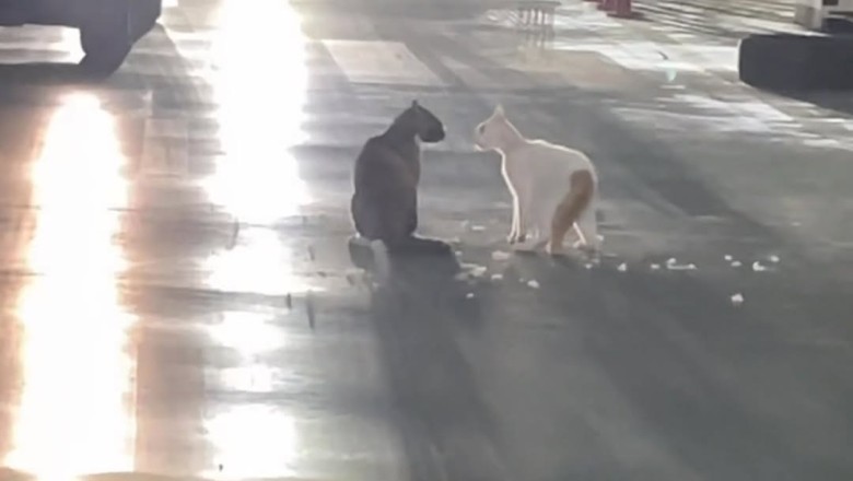 Epic Cat Showdown: Two Felines Face Off in the Driveway!