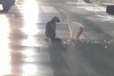 Epic Cat Showdown: Two Felines Face Off in the Driveway!
