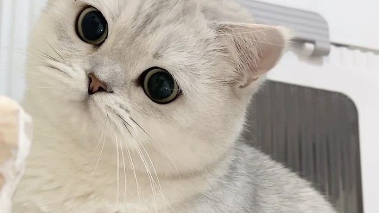 Meet the Amazing Cat: Incredible Tricks and Adorable Moments!