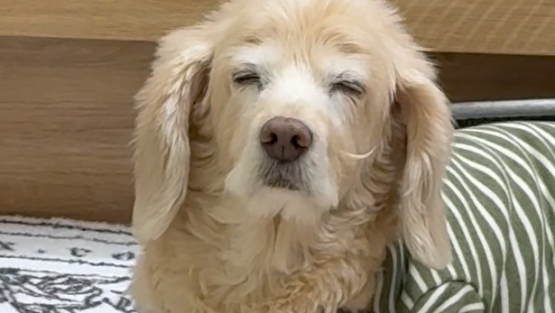 Meet the Cuddliest Small Golden Retriever: Pure Joy in Fur!