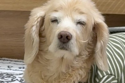 Meet the Cuddliest Small Golden Retriever: Pure Joy in Fur!