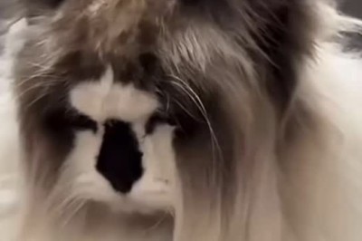 Meet the Furry Wonder: The World's Hairiest Cat!