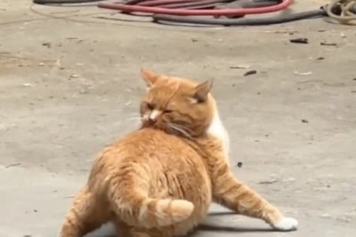 Pure Joy: Little Boy Sees a Cat for the First Time!