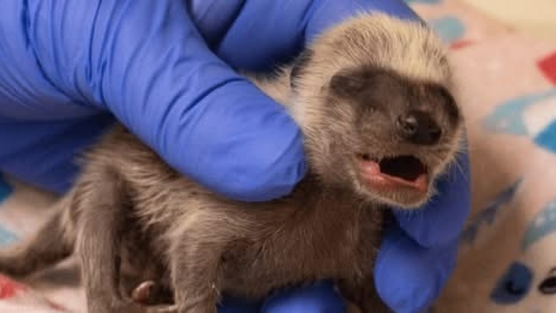 Rescue and Relief: World Animal Protection US Aids Animals During LA Wildfires