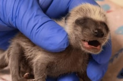 Rescue and Relief: World Animal Protection US Aids Animals During LA Wildfires