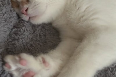 Sleepyhead Alert: Adorable Cat Wakes Up from a Cozy Nap!
