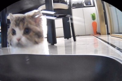 Tech-Savvy Cat Programs Its Own Food Machine!