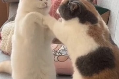 Two Cats Standing on Their Hind Legs