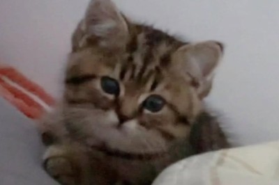 Watch the Most Amazing Kitten Perform Adorable Tricks!