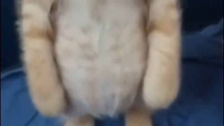 Adorable Kitten Stands Up Like a Human!