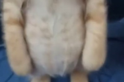 Adorable Kitten Stands Up Like a Human!