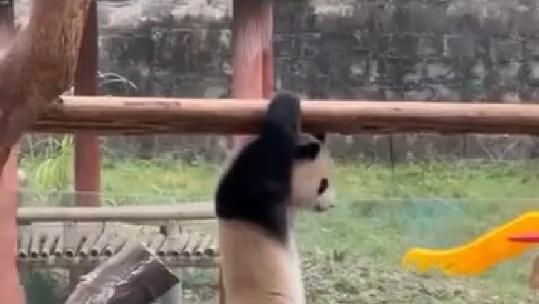 Amazingly Adorable: Small Panda Shows Off Super Powers!