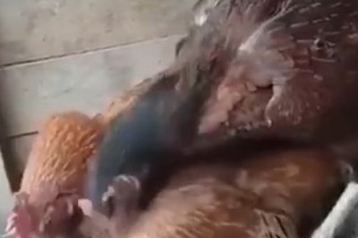 Egg-citing Drama: Hen vs. Hen in the Ultimate Nest Showdown!