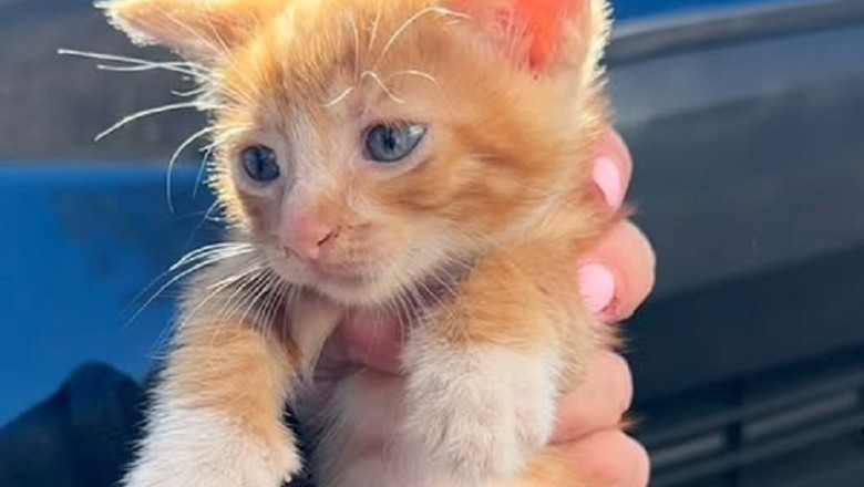 From Stray to Cherished: The Heartwarming Tale of Hangry the Kitten